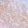 Tečni hajlajter MAKEUP REVOLUTION 18ml - Unicorn Elixir